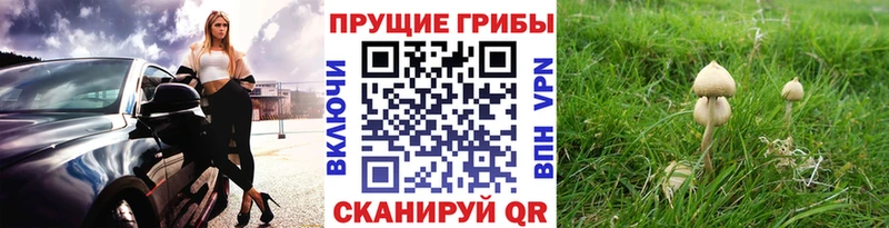 Галлюциногенные грибы Psilocybe  Солнечногорск 